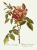 Pierre Joseph Celestin Redout� art print