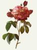 Pierre Joseph Celestin Redout� art print