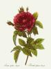 Pierre Joseph Celestin Redout� art print