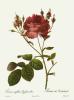 Pierre Joseph Celestin Redout� art print