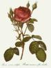 Pierre Joseph Celestin Redout� art print