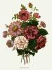Pierre Joseph Celestin Redout� art print