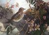 Winifred Austen art print