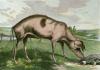 Sir Edwin Henry  Landseer art print