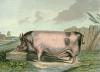 Sir Edwin Henry  Landseer art print
