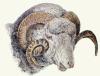 Sir Edwin Henry  Landseer art print