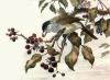 Winifred Austen art print