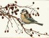 Winifred Austen art print