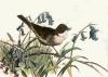 Winifred Austen art print