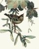 Winifred Austen art print