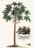 Georg Dionysus Ehret art print