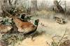 Archibald Thorburn art print
