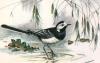 Winifred Austen art print
