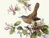 Winifred Austen art print