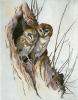 Winifred Austen art print