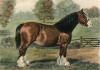 Palfrey art print