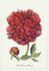Anonymous art print