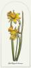 Anonymous art print