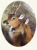 Sir Edwin Henry  Landseer art print