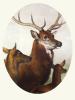 Sir Edwin Henry  Landseer art print
