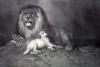 Sir Edwin Henry  Landseer art print