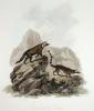 Julias Caesar Ibbetson art print