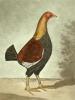 C.R. Stock art print