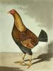 C.R. Stock art print