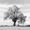Jean Miele art print