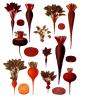 Ernst Benary art print