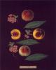 George Brookshaw art print