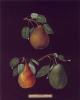 George Brookshaw art print