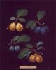 George Brookshaw art print