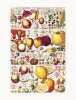 Gesner art print