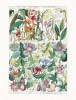 Gesner art print