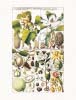 Gesner art print