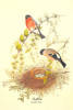John Gould art print