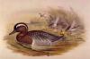 John Gould art print