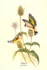 John Gould art print