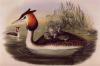 John Gould art print