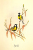 John Gould art print