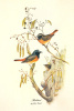 John Gould art print
