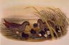 John Gould art print