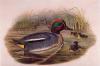 John Gould art print