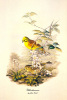 John Gould art print
