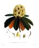 Joseph Hooker art print