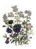 Jane Wells Loudon art print