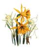 Jane Wells Loudon art print