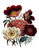Jane Wells Loudon art print