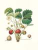 Pierre-Antoine Poiteau art print